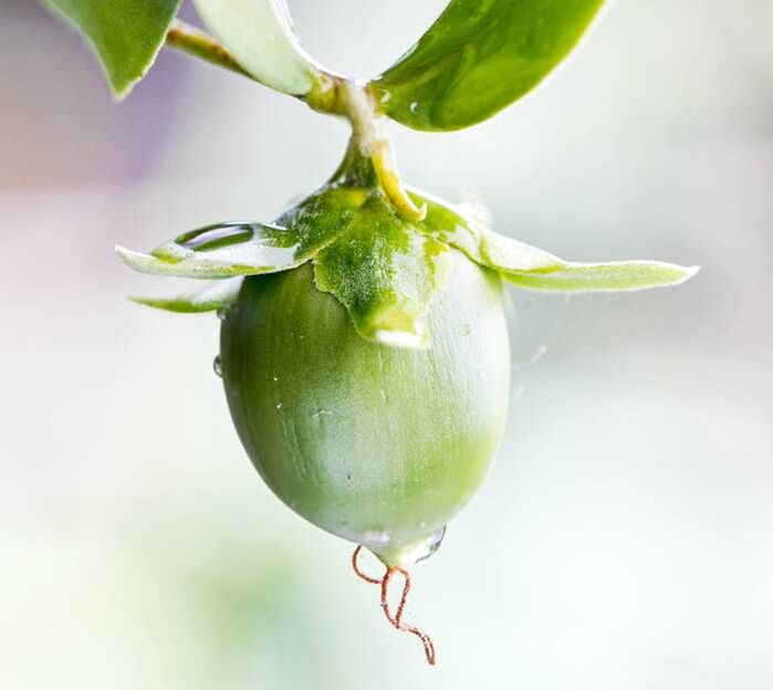 Minyak anti-kedut pelembap yang diperoleh daripada buah jojoba